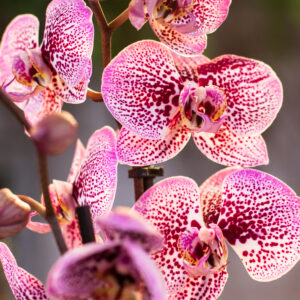 Plantes